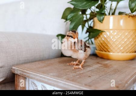 Bébé poussin brun assis à côté d'une plante Banque D'Images