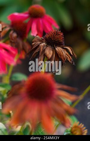 Flétri, desséché, coneflower d'échinacée à la fin de la saison de floraison Banque D'Images