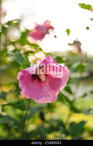 Rose rétro-éclairée d'arbuste fleuri sharon recouverte de gouttelettes d'eau Banque D'Images