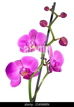 fleur d'orchidée rose isolée sur fond blanc Banque D'Images