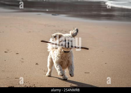 Chien avec bâton sur la plage, Mwmt Beach, Ceredigion, pays de Galles, Royaume-Uni Banque D'Images