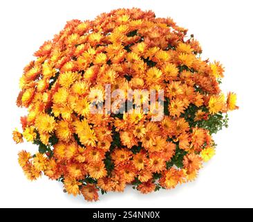 Un pot de chrysanthèmes d'automne orange isolé sur fond blanc Banque D'Images