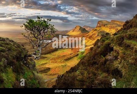 Vue populaire sur les arbres à la lumière du matin sur Quiraing, île de Skye, Écosse. La lumière dorée de l'aube illumine cette scène emblématique Banque D'Images