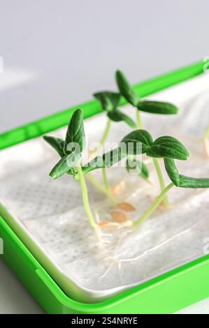 Une petite plante verte pousse dans un plateau avec un fond blanc. La plante est entourée d'un tissu blanc, qui est placé sur un plateau vert Banque D'Images