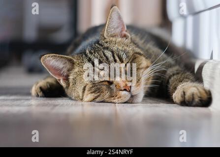 Un chat dort sur un plancher en bois. Le chat est enroulé et a les yeux fermés Banque D'Images