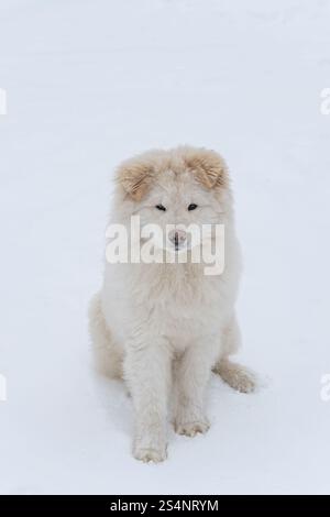 Un chien blanc samoyed est assis dans la neige. Le chien regarde la caméra. La scène est paisible et calme Banque D'Images