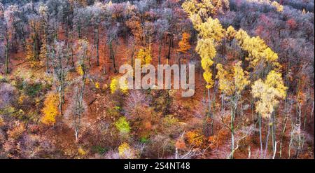 Vue aérienne de la forêt avec de belles couleurs d'automne de la nature drone vue d'automne forêt jaune et arbres verts dans la campagne, Drone photo vue aérienne de dessus. Banque D'Images