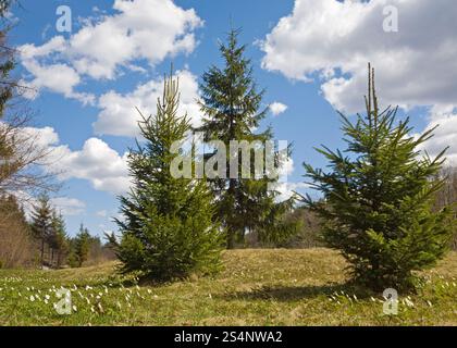 Sur Glade spring forest edge avec fleurs anémone blanche fleur Banque D'Images