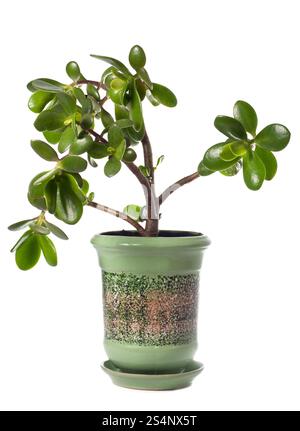 Plante maison en pot Crassula (jade) isolée sur blanc. Cette plante est connue pour être un symbole feng-shui de chance de grande richesse (ou arbre dollar) Banque D'Images