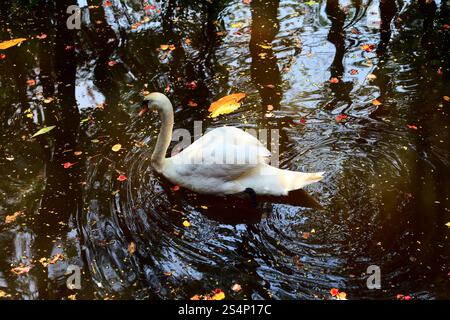 Seul cygne blanc nager à un lac avec des feuilles Banque D'Images