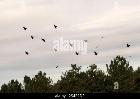 Un troupeau de jackdaws, Coloeus monedula, survolant une forêt de pins à Wolferton dans l'ouest du Norfolk. Banque D'Images