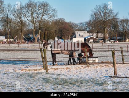 Les chevaux en couvertures paissent dans un pâturage glacial par une journée d'hiver ensoleillée, avec des fermes rurales néerlandaises en arrière-plan. Banque D'Images