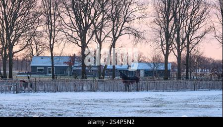 Cheval et poneys se tiennent dans un pâturage glacial par une journée d'hiver ensoleillée, avec des fermes rurales néerlandaises en arrière-plan. Banque D'Images