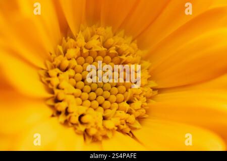Calendula (fleur de Marigold) gros plan vue macro. Banque D'Images