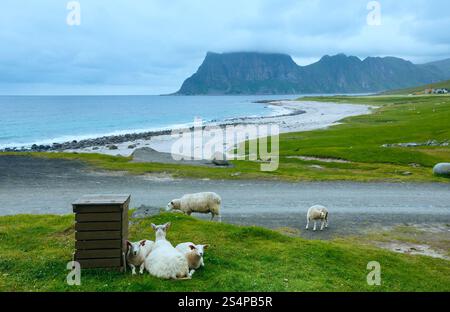 Troupeau de moutons près d'Haukland beach. Summer Fair view. (Norvège, îles Lofoten). Banque D'Images