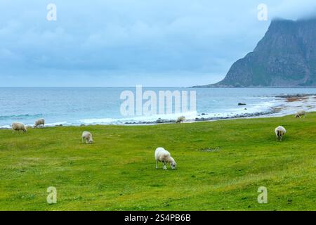 Troupeau de moutons près d'Haukland beach. Summer Fair view. (Norvège, îles Lofoten). Banque D'Images