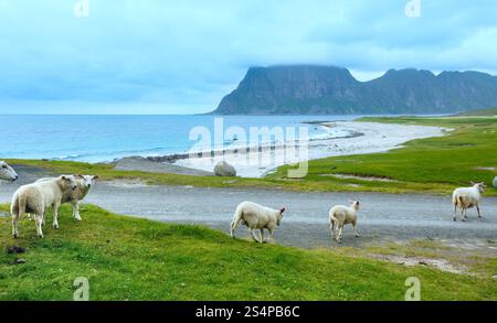 Troupeau de moutons près d'Haukland beach. Summer Fair view. (Norvège, îles Lofoten). Banque D'Images
