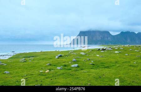 Troupeau de moutons près d'Haukland beach. Summer Fair view. (Norvège, îles Lofoten). Banque D'Images