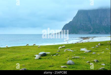 Troupeau de moutons près d'Haukland beach. Summer Fair view. (Norvège, îles Lofoten). Banque D'Images