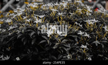 Une grappe dense de fleurs blanches avec des tiges jaunes contre un feuillage vert foncé. Banque D'Images