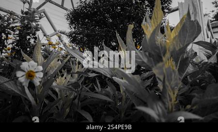 Une vue rapprochée des plantes avec un accent sur une fleur blanche, entourée de feuillage vert. L'image a un effet monochrome, mettant en évidence la fleur et Banque D'Images