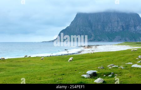 Troupeau de moutons près d'Haukland beach. Summer Rain view (Norvège, îles Lofoten). Banque D'Images