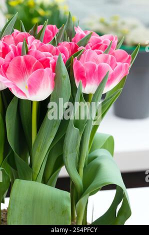 Beau printemps bouquet de tulipes roses (macro). Banque D'Images