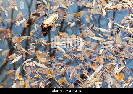Les feuilles tombées dans l'eau sombre de lake forest Banque D'Images
