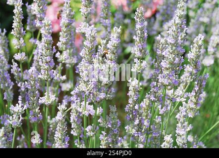 La lavande en fleurs fermer jusqu'à Alpes italiennes Banque D'Images