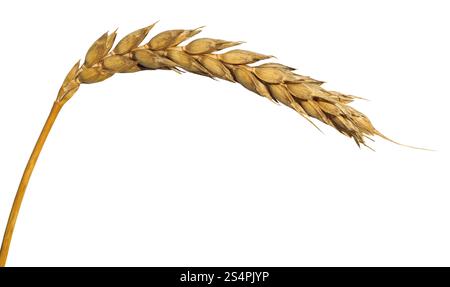 Épi de blé jaune isolé sur fond blanc Banque D'Images
