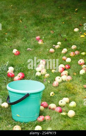 La cueillette des pommes mûres dans le godet dans un verger en journée d'été Banque D'Images