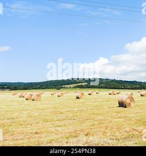 Champ de foin récolté avec rouleaux en Normandie, France Banque D'Images
