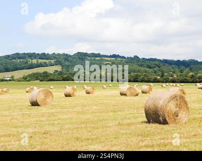 Botte de bobines sur champ récoltés en Normandie, France Banque D'Images