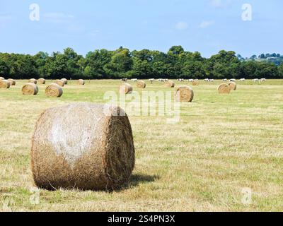 Plantation avec rouleaux de foin récolté en Normandie, France Banque D'Images