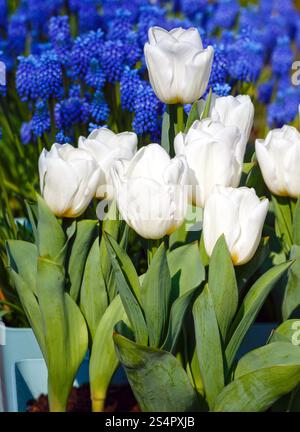 Belles tulipes blanches au printemps (macro) et fleurs bleu derrière. Banque D'Images