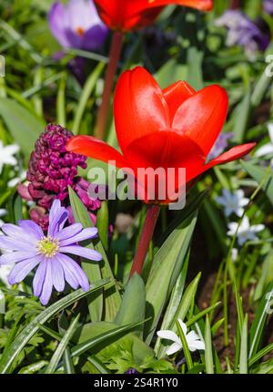 Belle tulipe rouge, violet et bleu jacinthe fleurs (libre) au printemps. Banque D'Images