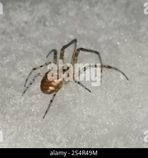 Araignée blindée eurasienne à longue mâchoire (Metellina segmentata) Banque D'Images