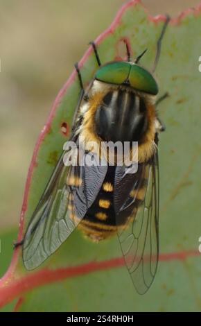 Mouche de mars alimentée en fleurs (Scaptia auriflua) Banque D'Images