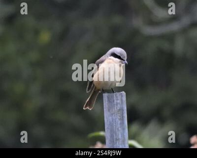 Crevette brune des Philippines (Lanius cristatus lucionensis) Banque D'Images