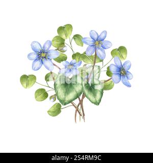 Aquarelle fleurs bleues fleuries de printemps avec illustration de feuilles vertes. Liverwort de forêt lilas, bouquet de fleurs hepatica dans un style réaliste. Banque D'Images