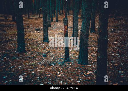 Photo de tons effrayant forêt sombre avec des troncs d'arbres brûlés Banque D'Images