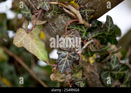 Photo gros plan de feuilles de lierre sur la clôture en bois Banque D'Images