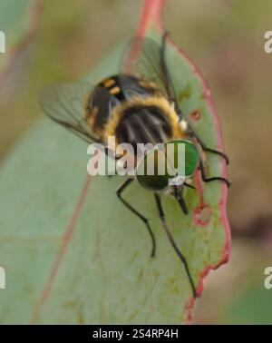 Mouche de mars alimentée en fleurs (Scaptia auriflua) Banque D'Images