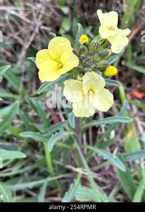 Fleur de mur de San Francisco (Erysimum franciscanum) Banque D'Images