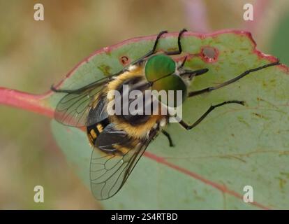 Mouche de mars alimentée en fleurs (Scaptia auriflua) Banque D'Images