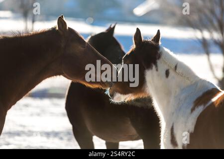 Photo Gros plan deux beaux chevaux pâturage sur domaine couvert par la neige Banque D'Images