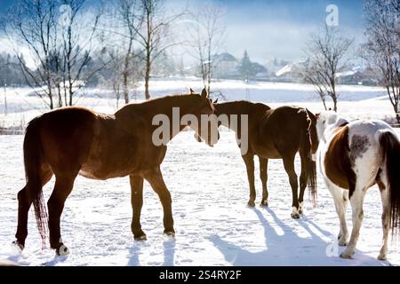 Beaux chevaux sur highland domaine couvert par la neige Banque D'Images