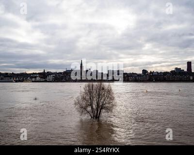 Nimègue, pays-Bas. 12 janvier 2025. Vue générale d'un arbre presque sous l'eau. La courte vague de hautes eaux en provenance d'Allemagne provoque une élévation des niveaux d'eau dans la ville néerlandaise de Nimègue. 12 mètres au-dessus de NAP (la base utilisée pour mesurer les niveaux d'eau) ont été mesurés. Crédit : SOPA images Limited/Alamy Live News Banque D'Images
