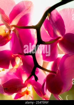 Photo gros plan de belles orchidées rose Banque D'Images