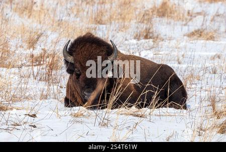 Un bison américain couché dans une prairie enneigée en hiver Banque D'Images